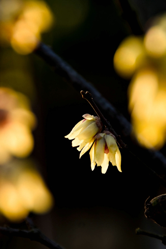 bevictor伟德官网