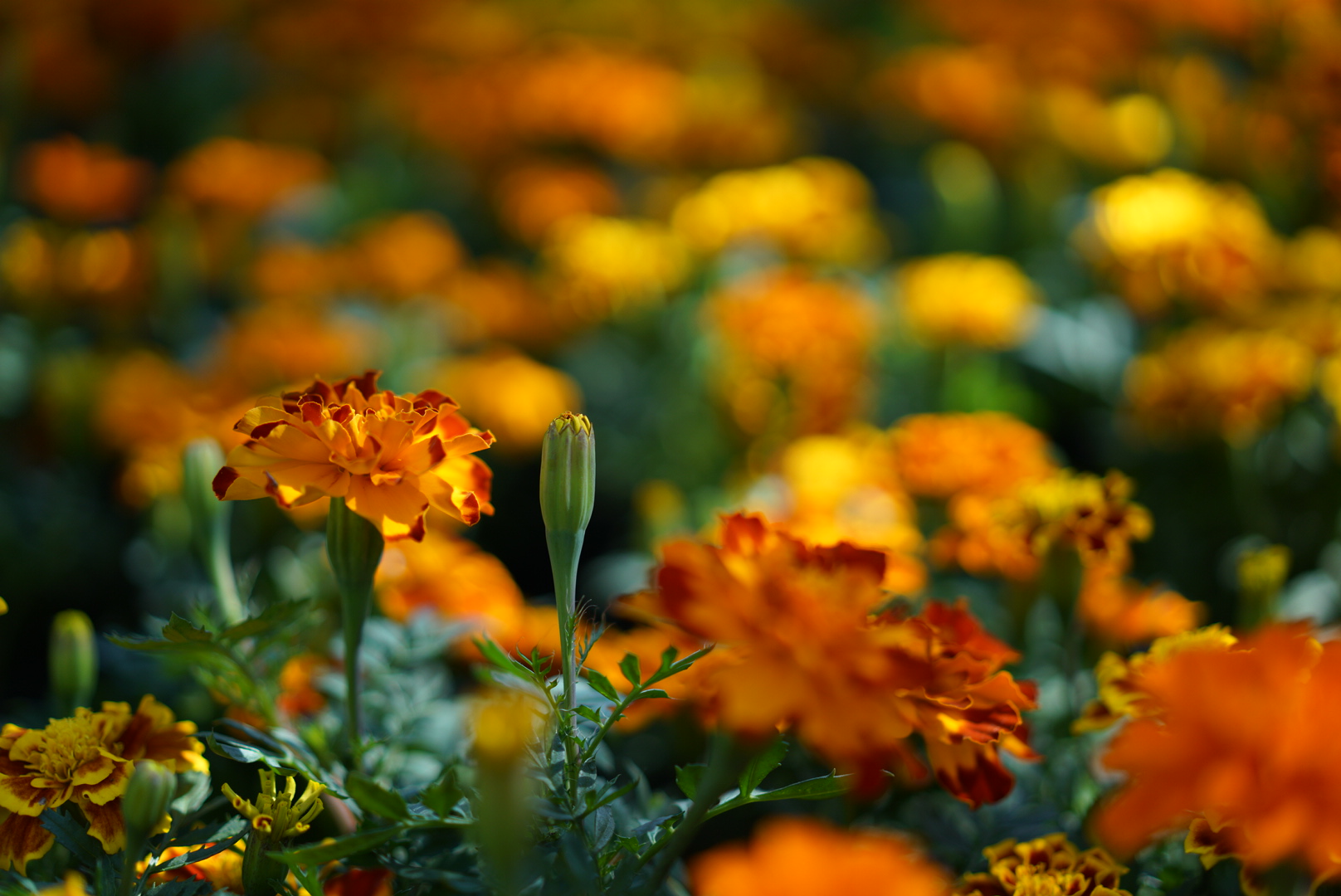 bevictor伟德官网