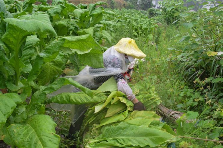 bevictor伟德官网