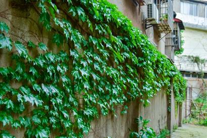 bevictor伟德官网